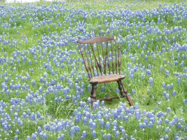 No.33〉テキサスの州花〈ブルーボネット〉の、ロイヤルブルー